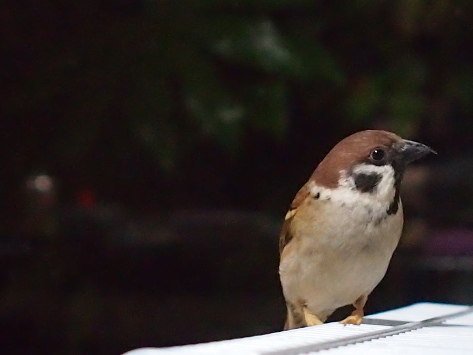 くちばし すずめのあらしとインコ達